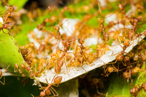 Ameisen beim Samenschleppen
