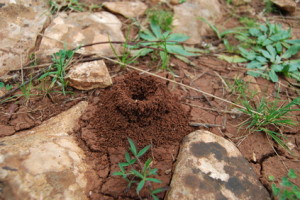 Ameisen krabbeln nicht nur wild durcheinander